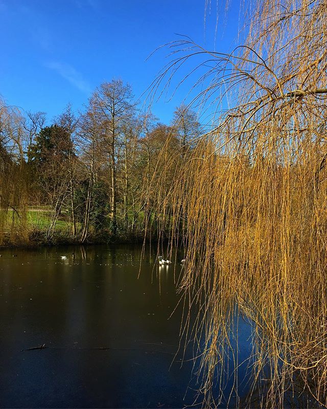 MrRyanJDalton's tweet photo. The colours of North London parks! 🌲😍
#greenlondon #londonbylondoners #londonparks #travellondon #instaoutdoors #instacolour #colours #landscapephotography #instalandscape https://t.co/1qPzZaFqs7 https://t.co/t4SnYLwdrq