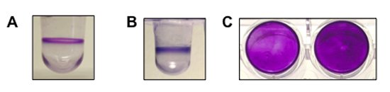 In 2011 I published a JOVE article describing the 96 well dish biofilm assay we use often (goo.gl/GjBz39).  According to a blog post at JOVE (goo.gl/nFZTcM), this is their most cited article to date!