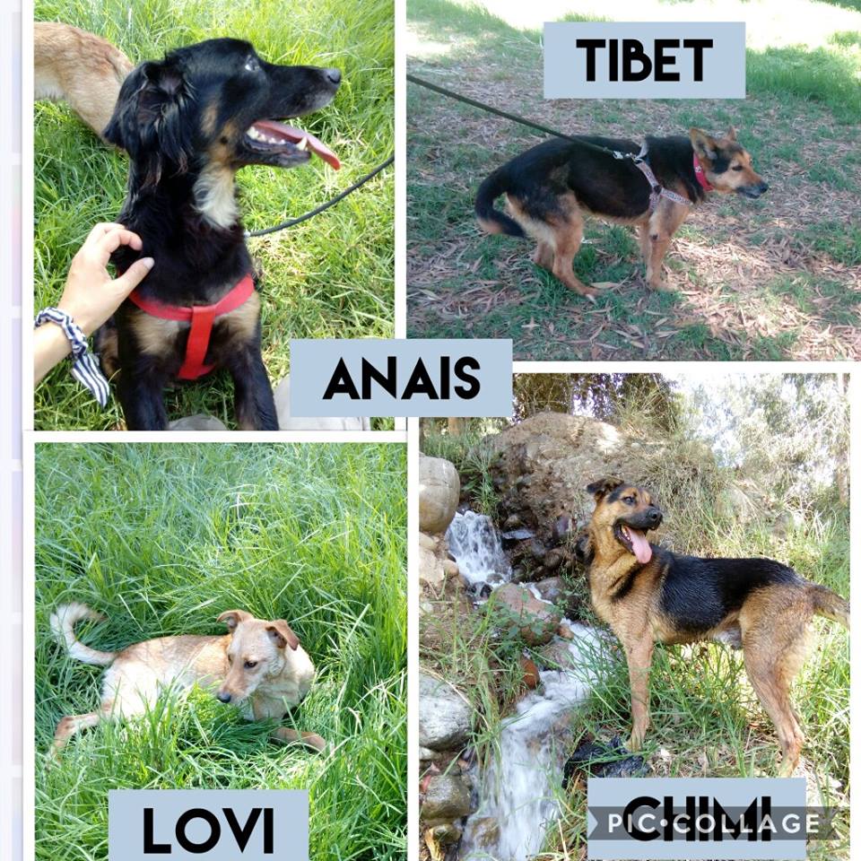 CausaSumados's tweet photo. ADOPTA ADOPTA ADOPTA estos beios merecen la oportunidad de una familia amorosa que los ame por siempre. Casi dos años en el encierro. Tiernos, alegres, inteligentes! ParqueColl #LaSerena @CuidaTuPeludo @eldia_cl @MiRadiols @tvnredcoquimbo @subderecoquimbo @la_serena_chile https://t.co/QlX9sNvldZ