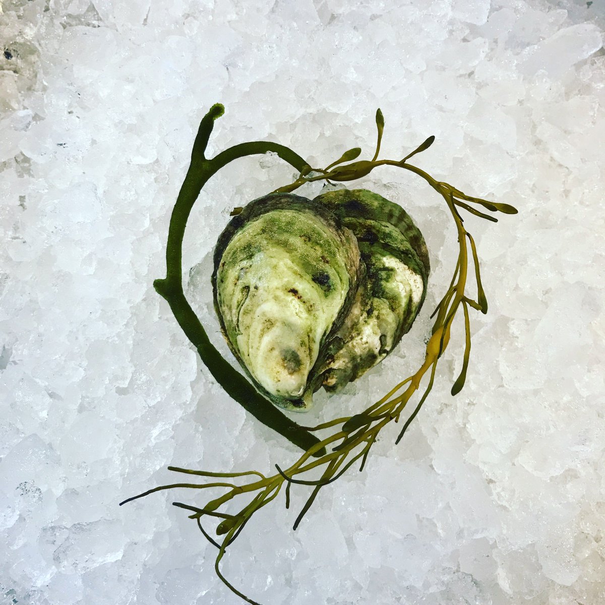 Happy Valentines Day! Bring home a box of shucked oysters tonight, because nothing says “I love you” like a box of oysters. #betterthanaboxofchocolates #sayitwithoysters #oysterlove