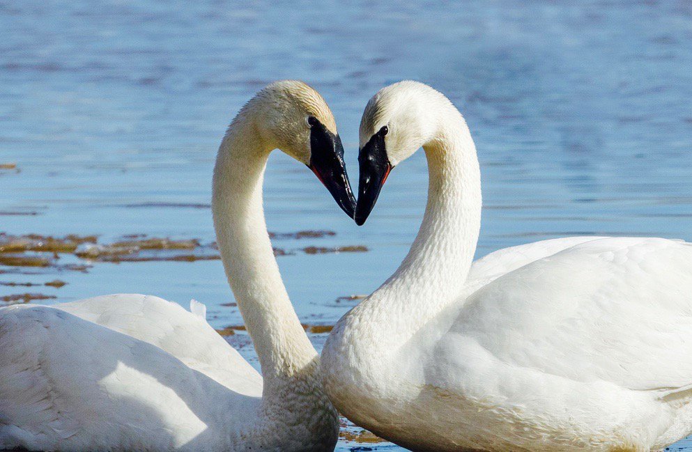 “Where there is love there is life.” Mahatma Gandhi
Trumpeter Swans were over-hunted, disappeared from Ontario in 1886, and almost became extinct. After 30 years of restoration efforts, more than 1,000 Trumpeter Swans breed in Ontario once again.
Happy Valentine's Day!