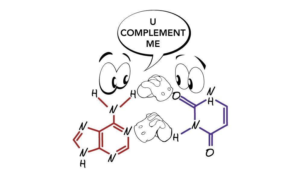 Happy #ValentinesDay, geneticists!