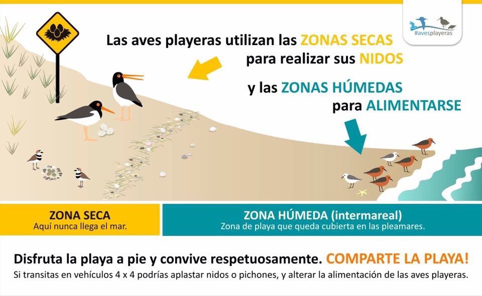 avesplayeras's tweet photo. Comparte la playa con las #avesplayeras y vivirás una experiencia única! https://t.co/2QMNuOqhiy
