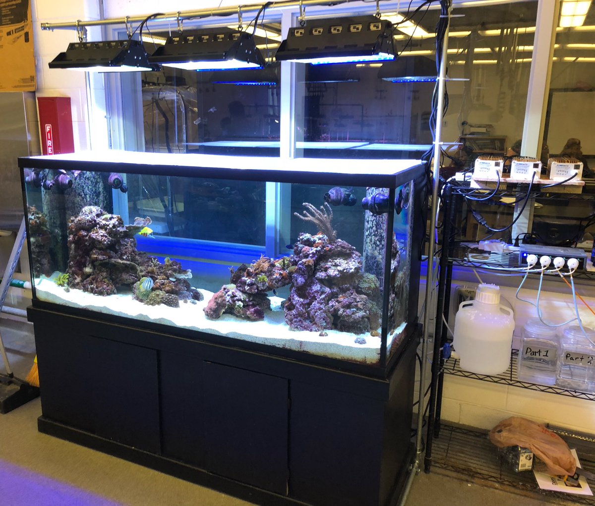MSMHSaqua's tweet photo. Thanks @ReefBrite for supplying us with some sick lights! Our reef tank has never looked so amazing! #MSMHS #aquaculture to the next level. https://t.co/UlgWwjXj0G