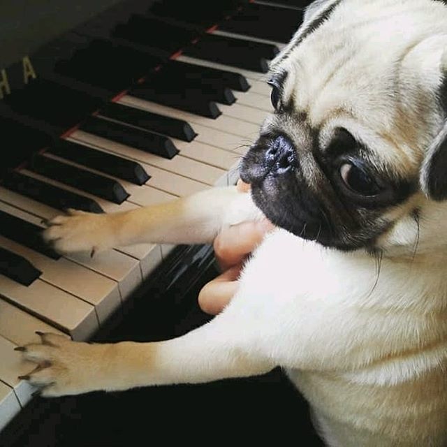 🎹I wrote a #ValentinesDay song for you humans! 👉 @pinokothepug!
...⠀
'I'm actually a daughter of Fredric Chopug 🎹🎶 .⠀
.⠀
.⠀
#pugjapan #pugs #cute #pugs #pug #pugstagram #pugsofinsta #instapets #instapugs #dogs #dogsofinstagram #cute #piano #piani… instagram.com/p/BfLnRgiHAD_/