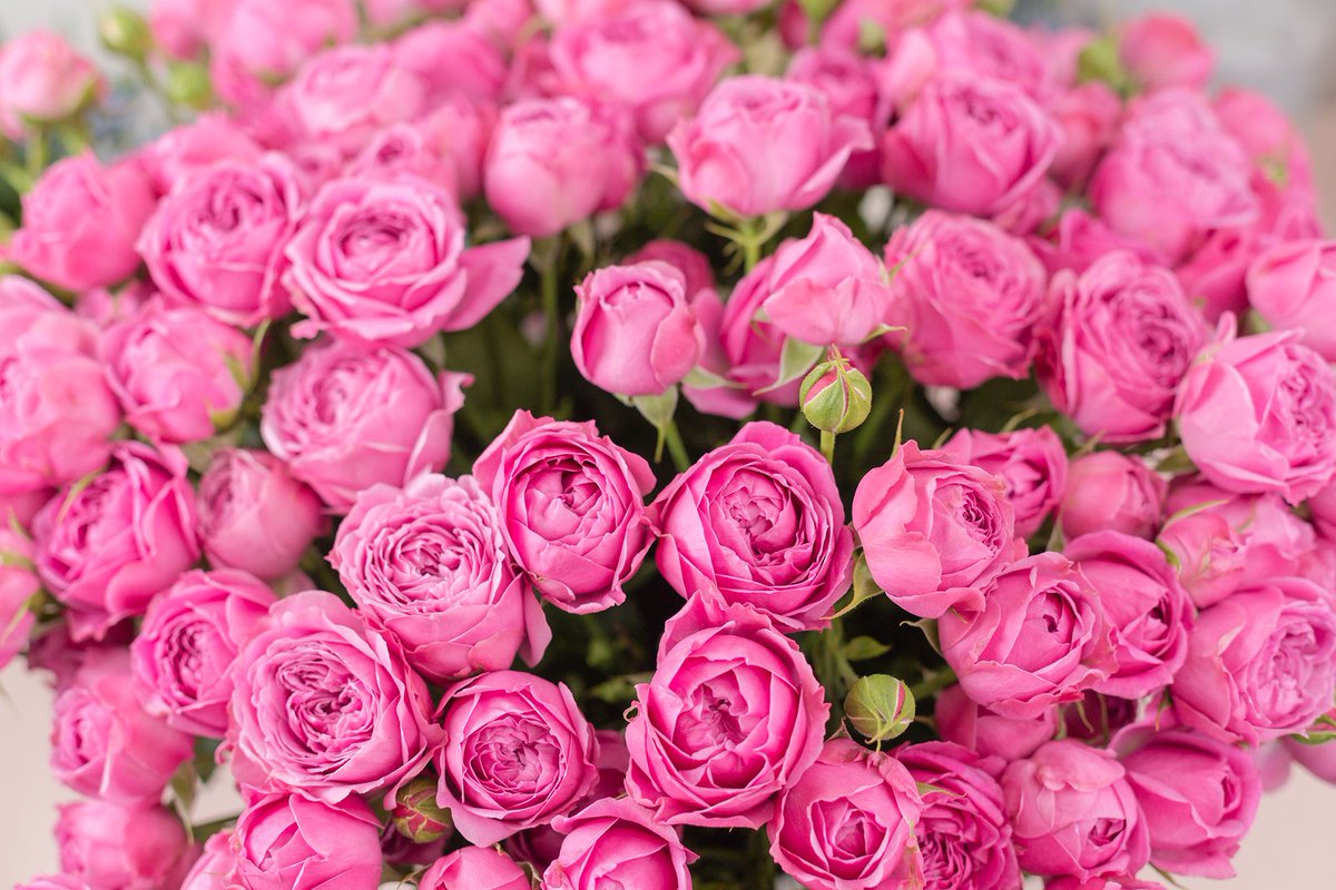 MUExtension's tweet image. Happy Valentine's Day! Did you know that a mixture of lemon-lime soda, mouthwash, water and dishwashing liquid will help your flowers last longer? Read more tips here. ow.ly/NzAx30imhM8