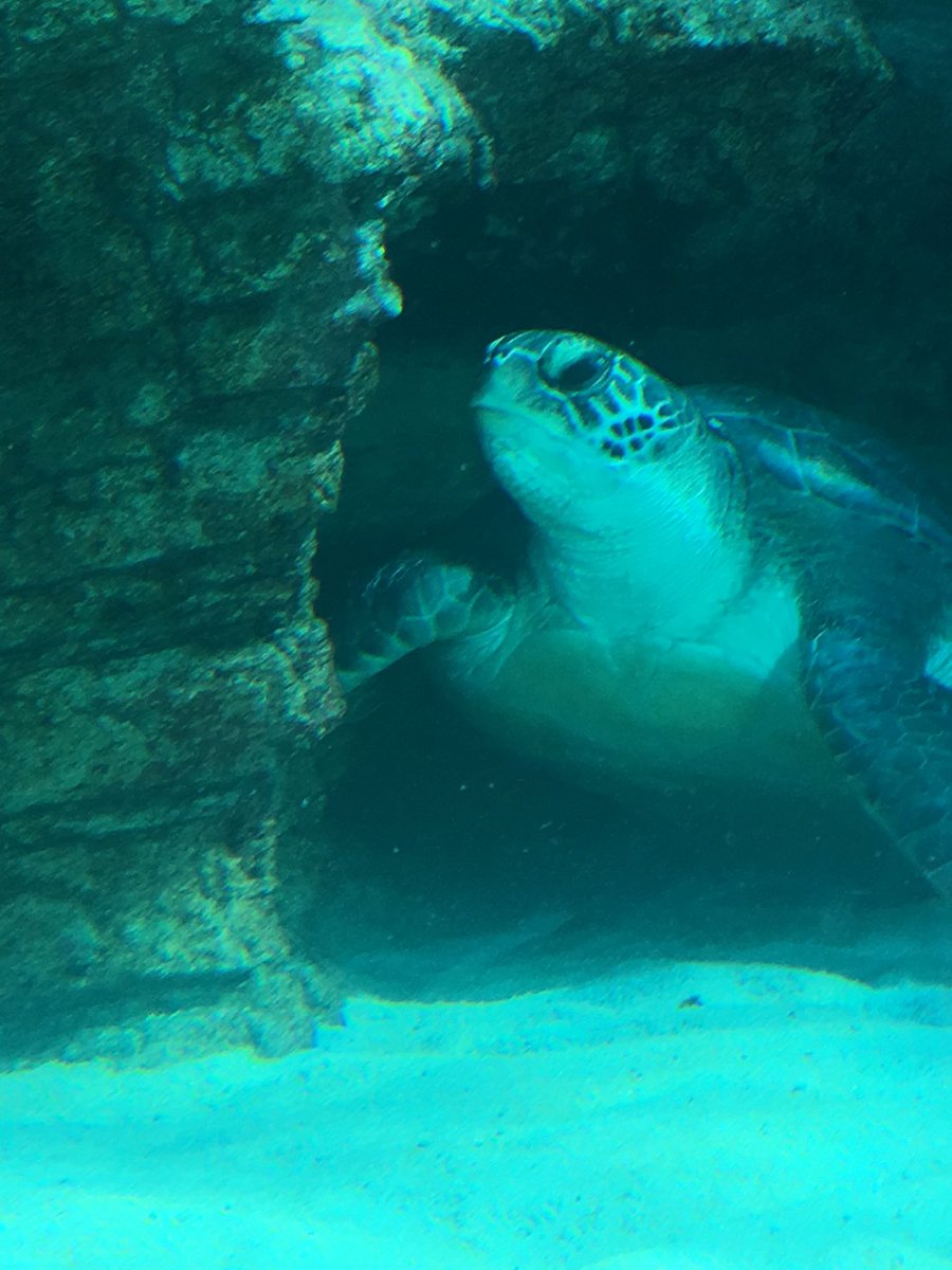 PhileasFrench's tweet photo. #grumpyturtle https://t.co/lk0qGkoK4n