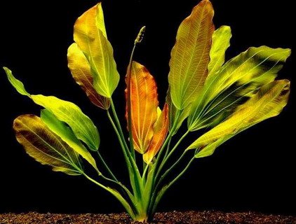 PlantTankSource tweet picture