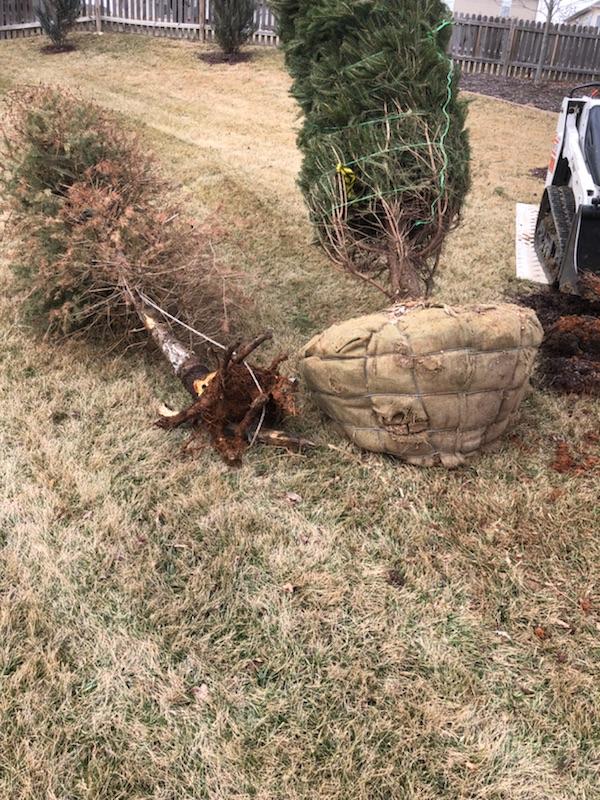 ResourceComo's tweet photo. When planting a tree one of the most important things to look for is quality roots. Last week we had the pleasure of helping replant a tree for a customer. Our trees are locally sourced and hand picked to thrive in the Mid-Missouri climate. https://t.co/TWEqvvtFx2