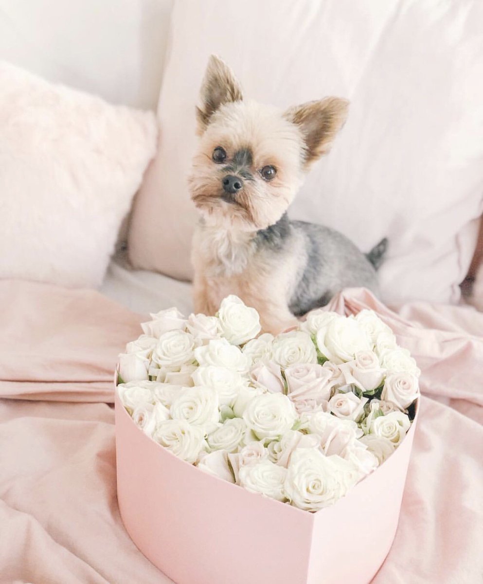 retaillinx's tweet photo. Ducky The Yorkie wants to wish you a Happy Valentine's Day! #valentines #valentinesday #vday #love https://t.co/iWxc9ZQl52