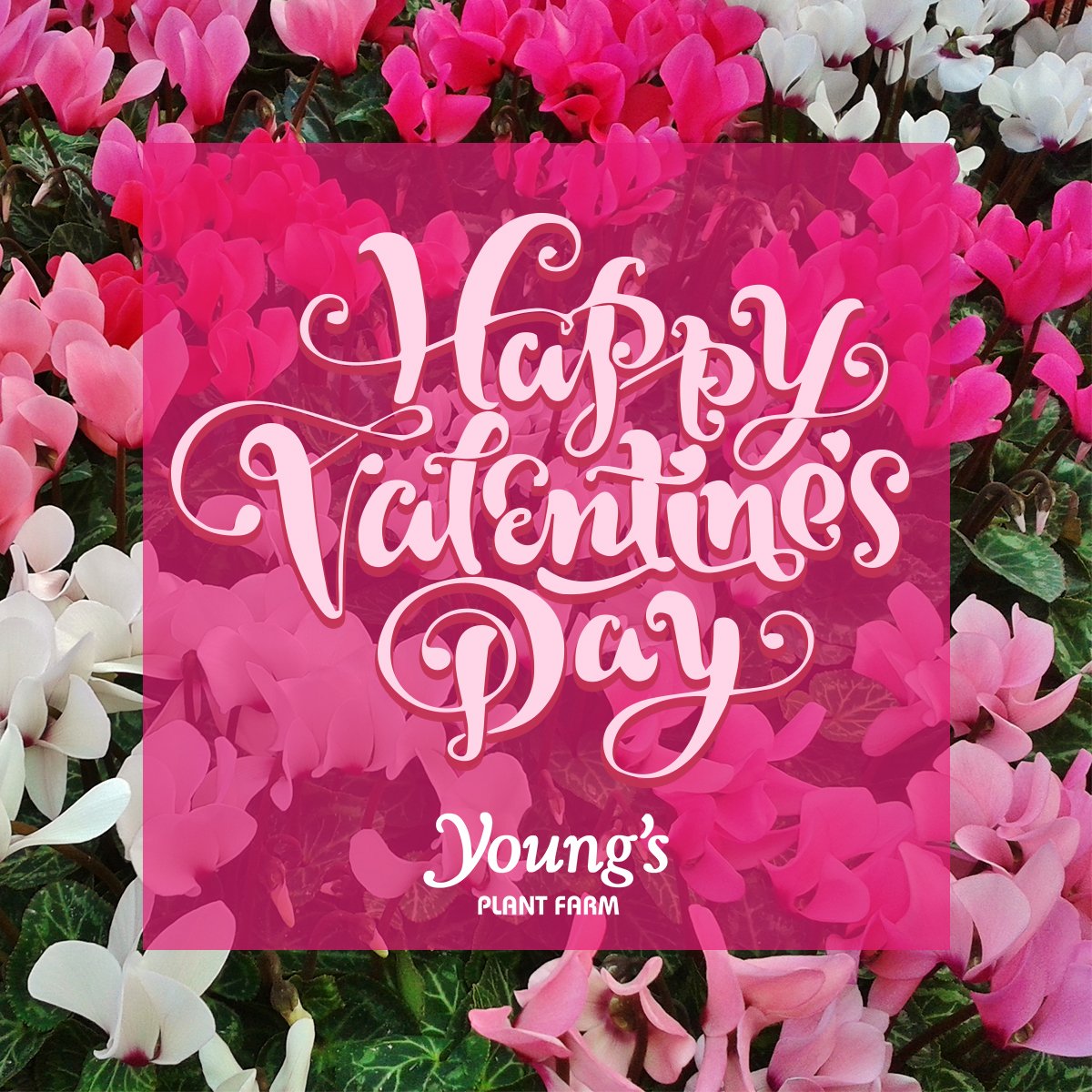 May your love bloom this #ValentinesDay! Surprise a loved one and celebrate your enduring affection with long-lasting potted flowers from #YoungsPlantFarm. #Valentinesgift