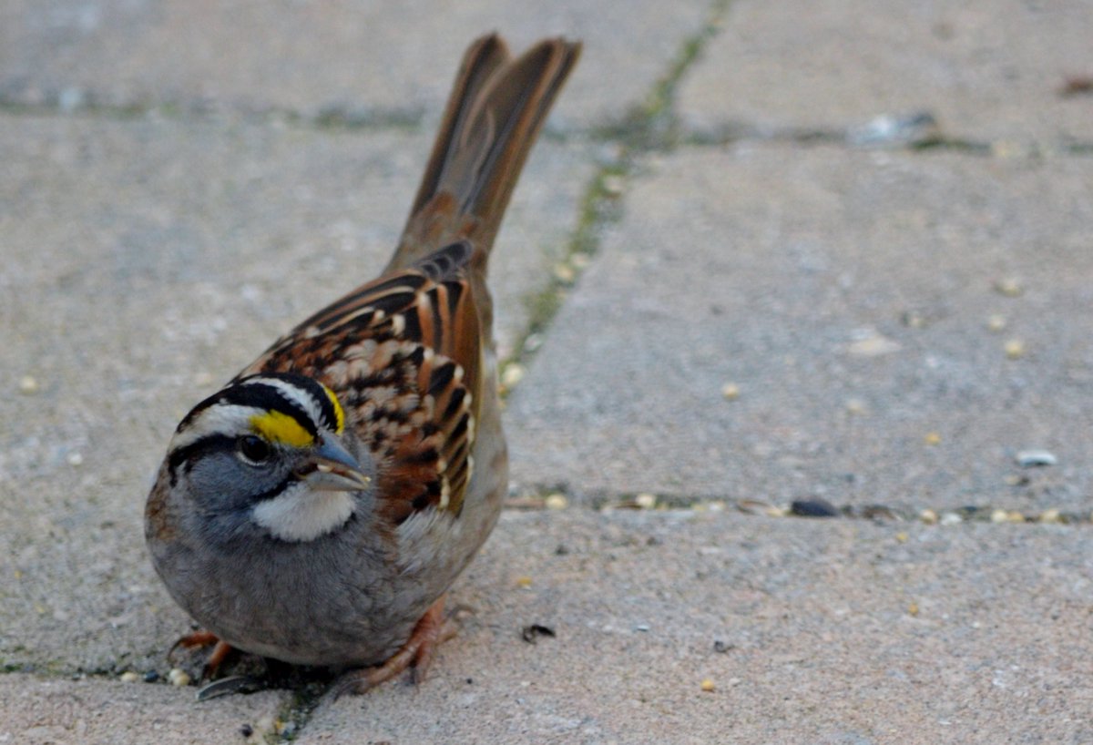 ALookatNature's tweet photo. The appearance each fall of the white throat sparrow marks the changing of the season with cold weather on the way #NaturePhotography https://t.co/t6mmx5mnKL