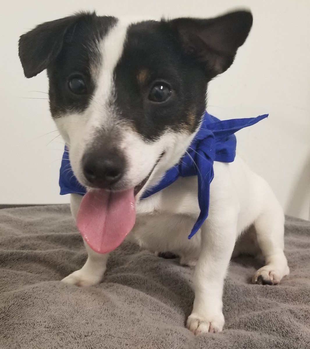 Etiqueta Waggingwednesday Al Twitter