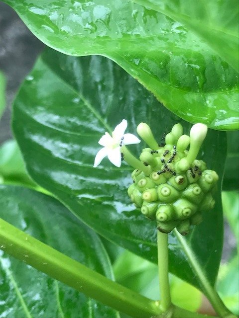 shockerbotany's tweet photo. I was sent these photos by a guy who has seen this plant growing directly on volcanic substrates frequently in the Pacific. Is it perhaps Morinda citrifolia? #IwishCharlotteTaylorwasontwitter https://t.co/YPW9sGhgLb
