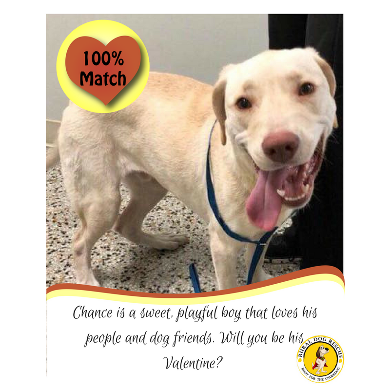 Ruraldogrescue's tweet photo. Will you be Chance's #Valentine? Adopt at https://t.co/9oyPBtjcrQ! #loveatfirstwoof #bemyvalentine #adoptdontshop #rescue #dog #Lab https://t.co/SDetIRVvfG