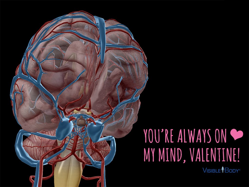 VisibleBody's tweet photo. Happy #ValentinesDay2018! If you were looking for #anatomy-themed #valentines for your loved ones, then do we have some good news for you! https://t.co/vujpGcLJq3