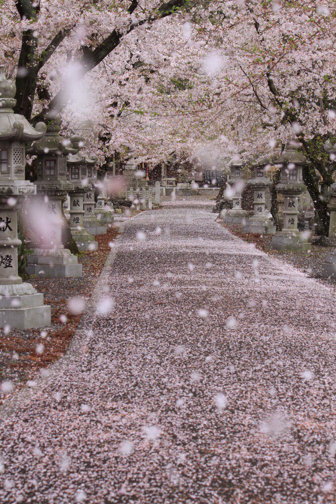 Falling Cherry Blossoms