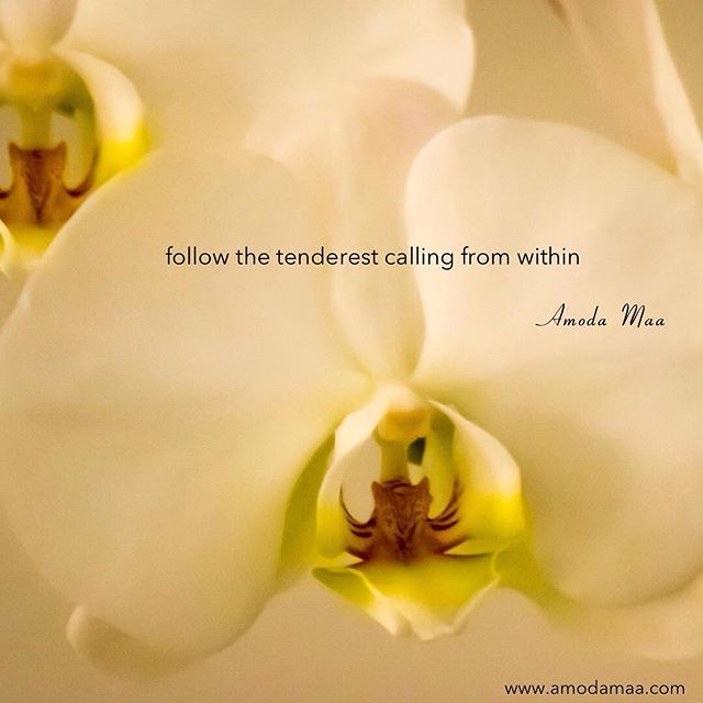 AmodaMaa's tweet photo. The tenderest calling. #awakening #awareness #wisdom #silence #stillness #spirituality #spiritual #joy #love #life #namaste #nonduality #consciousness #compassion #meditation #embodiment #embodiedenlightenment #evolution #kripalucenter #zen #creative #ch… https://t.co/qfeqAmTSxd https://t.co/VIurG558c9