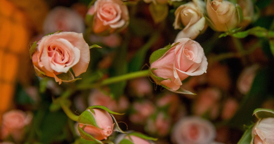 #FelizSanValentin Los enamorados regalan flores, pero se olvidan que son tesoros de México, y muchas están en peligro bit.ly/2BYjOPB