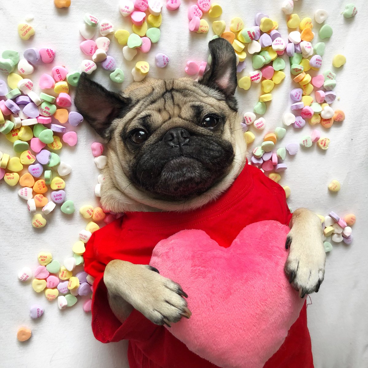 itsdougthepug's tweet image. HAPPY PUGGENTINE’S DAY
