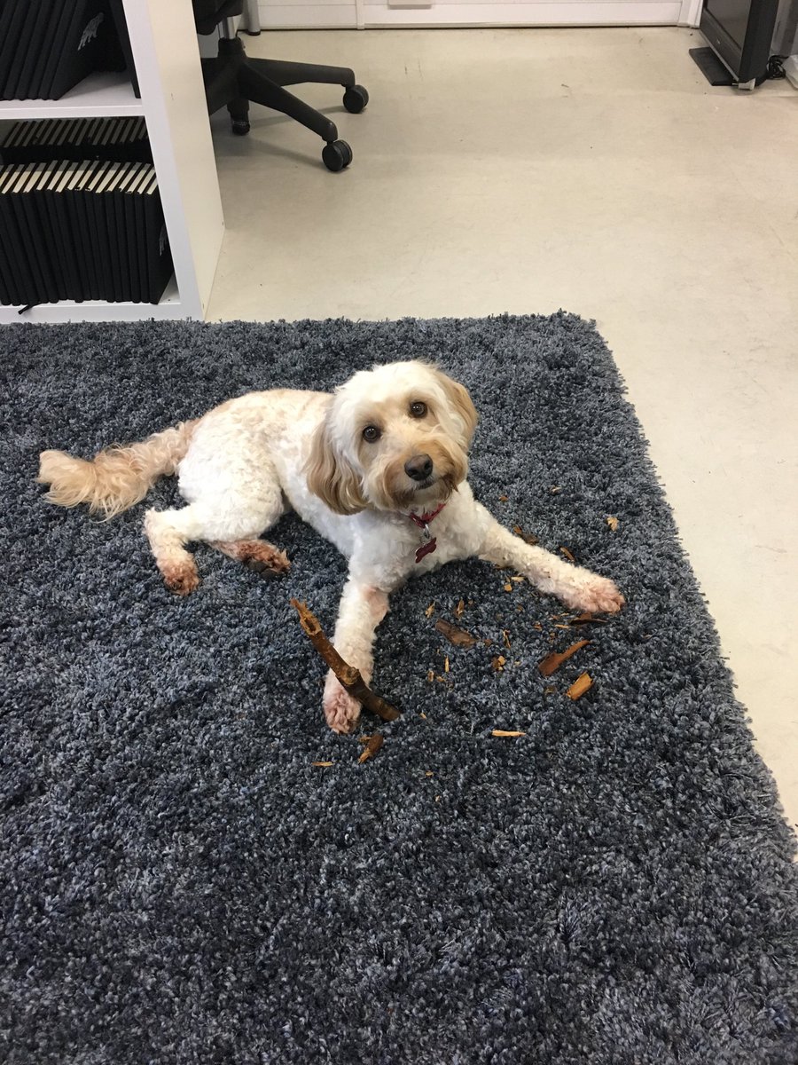 Kezi is having fun this afternoon in the office <a href="/bareskacreative/">Bareska</a>