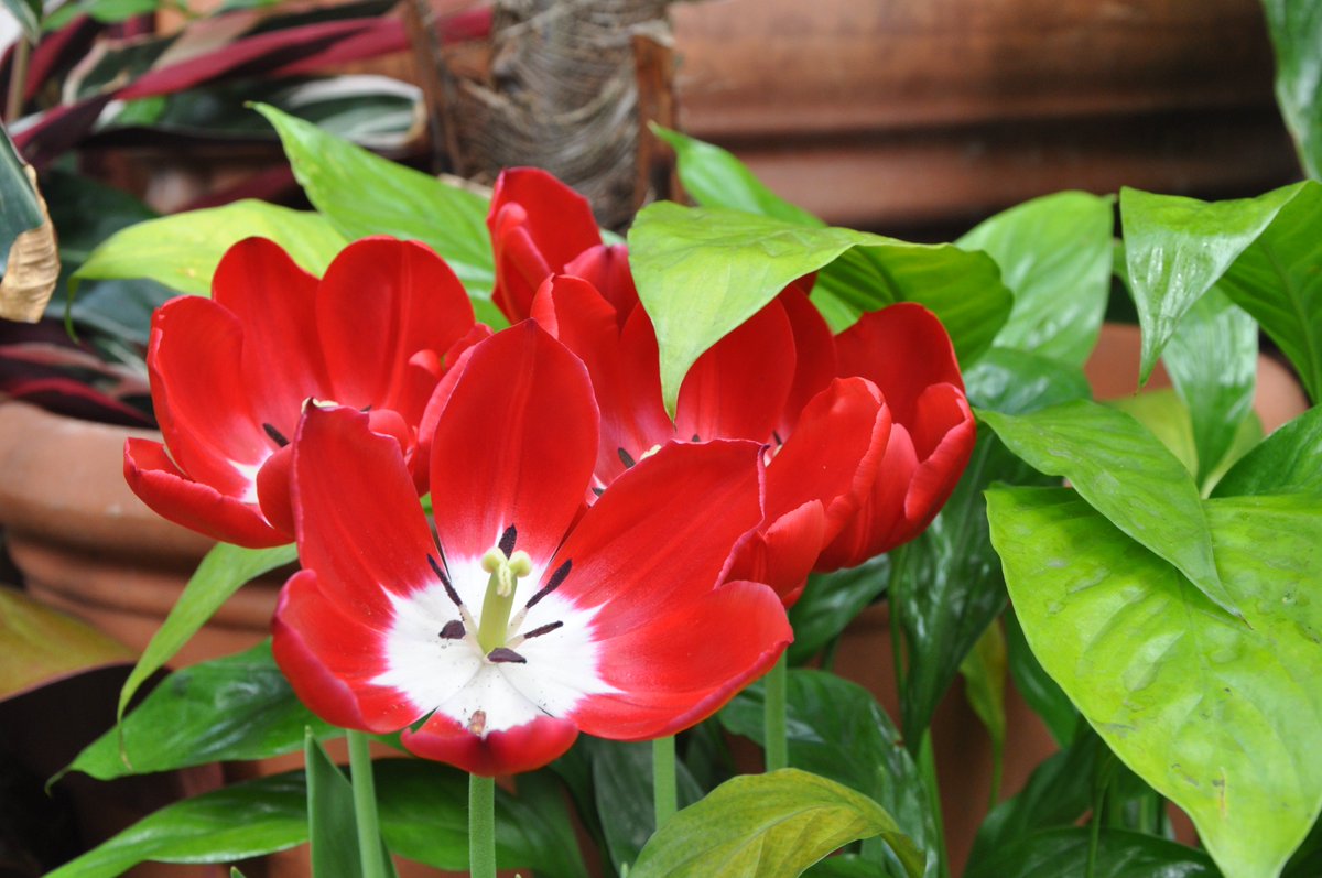 passionbeyond81's tweet photo. #ValentineDay  #Flowers #naturelovers  #naturebest https://t.co/EyN4YiZlwH