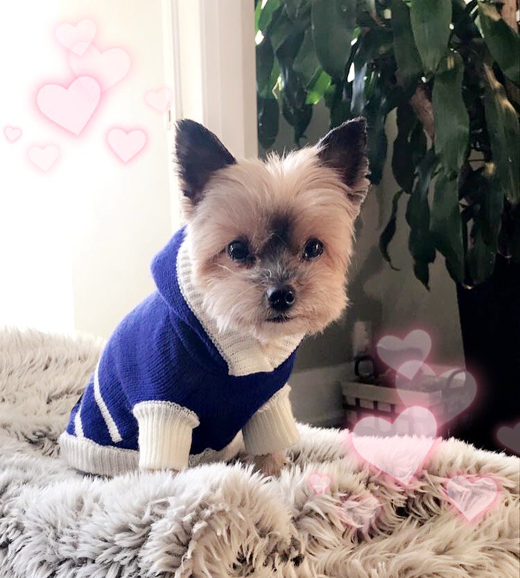 HalaEvents's tweet photo. Have you heard of "Sushi Kisses" before?🐶💕 That's right, Sushi, our little mascot from the #halaeventsteam will be sending you lots of love to brighten up your Valentine's Day! 💋
.
.
#happyvalentinesday #lotsoflove #woofwednesday #mascot #yorkie # #leafs #toronto #eventprofs https://t.co/MvqwDj2RFA
