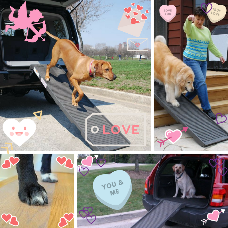 PetSTEP1's tweet photo. #HappyValentinesDay from @PetSTEP1! https://t.co/4qPzPcmav2