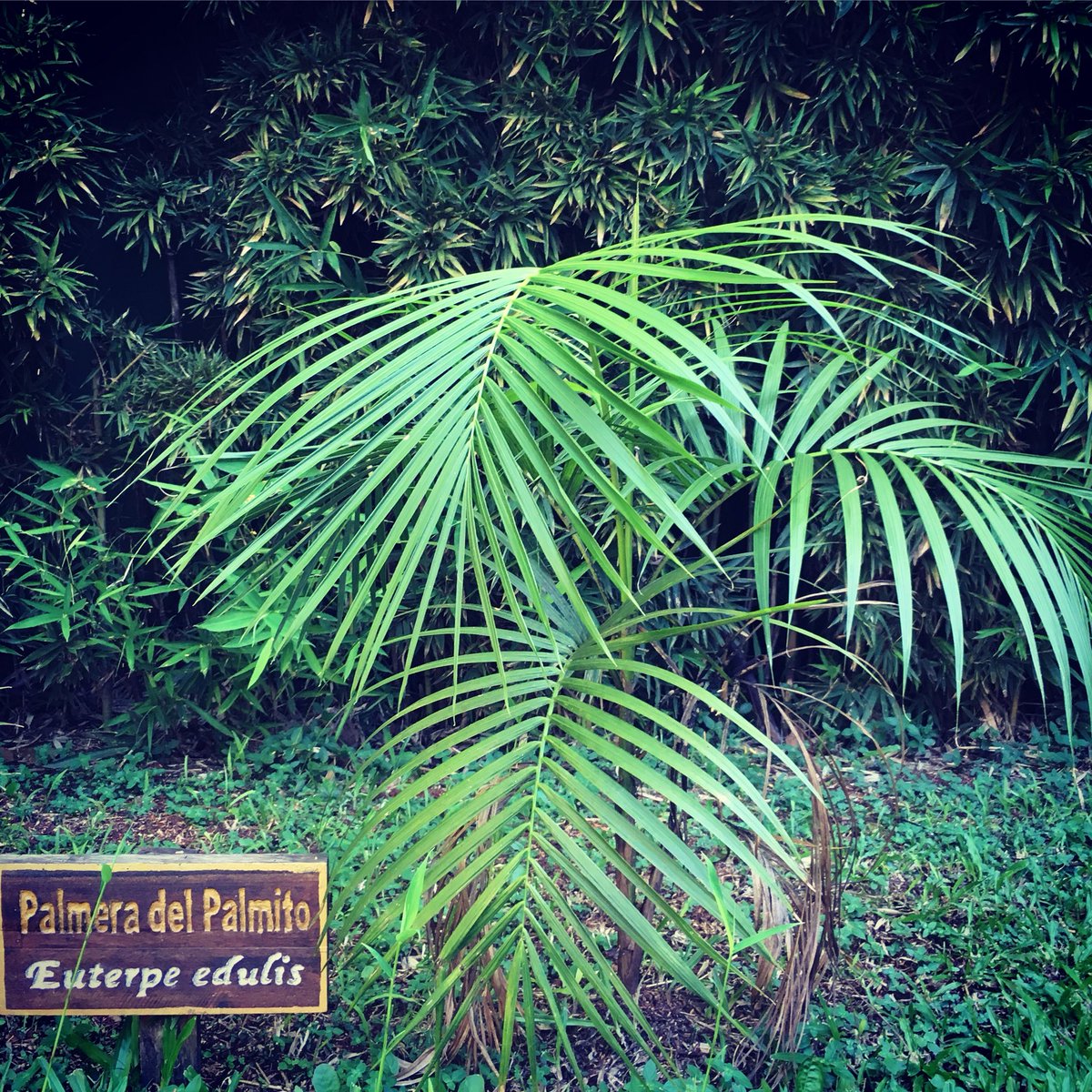 El palmito (Euterpe edulis) es una palmera nativa cuya extracción ilegal sigue siendo un serio problema de conservación. ¿Sabían que lo que comemos es la parte más tierna de su tronco? Pueden observarla en nuestro jardín y por supuesto en el Parque Nacional Iguazú #argentina
