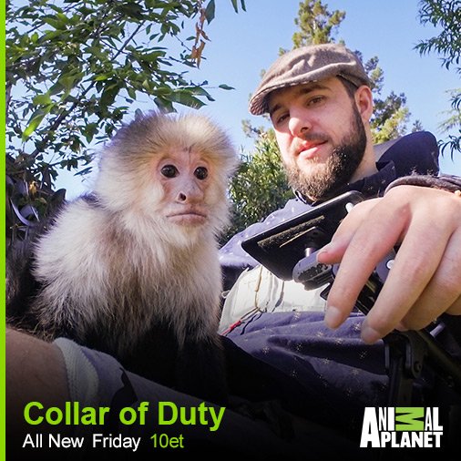 All NEW! Meet Portia and Siggy! These furry friends help their handlers cope with the aftermath of head trauma and spinal cord injury. And KIDS learn how to train dogs for service! Airs Friday Feb 16 @10PM EST on Animal Planet Canada #CollarOfDuty #ServiceAnimals
