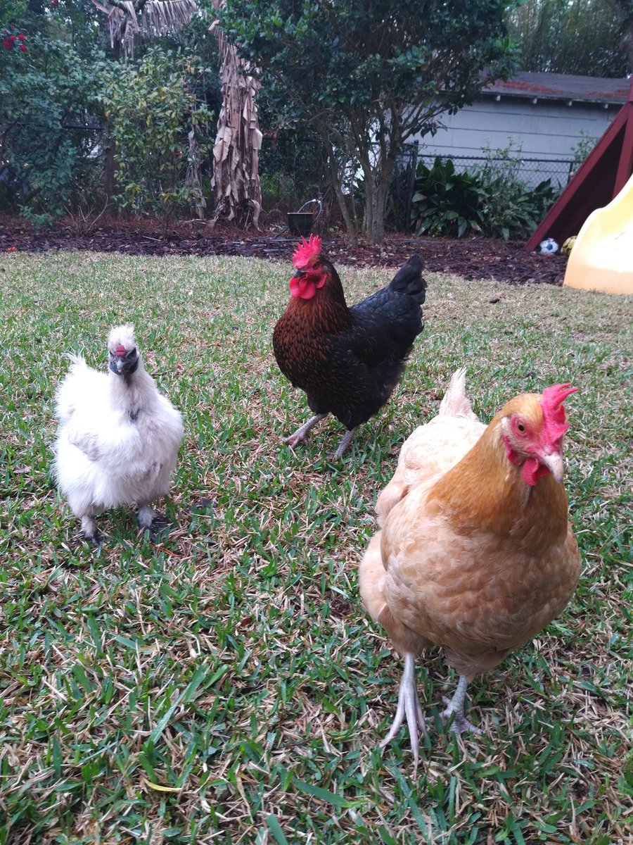 <a href="/sschwartz2929/">Scotty Schwartz</a> <a href="/rob_zinn/">Rob Zinn</a> @KassiaZinn

Meet Dusty, Ned and Lucky - future bingo champions of El Jefe.