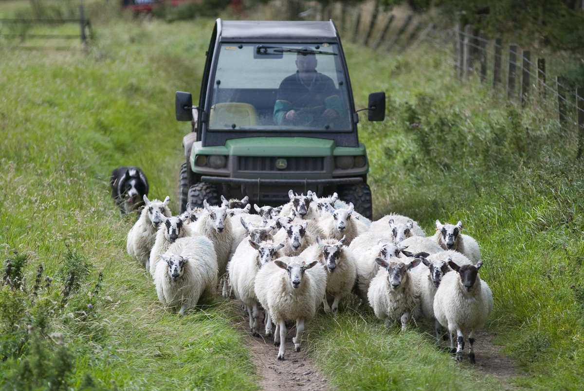 FUNDING: Apply today for a TMF Award and the chance to receive upto £2k towards personal and professional development within the #livestock industry. See moredun.org.uk/award
#LeadingIdeas #yfc #farmers #vetstudents #agriculture