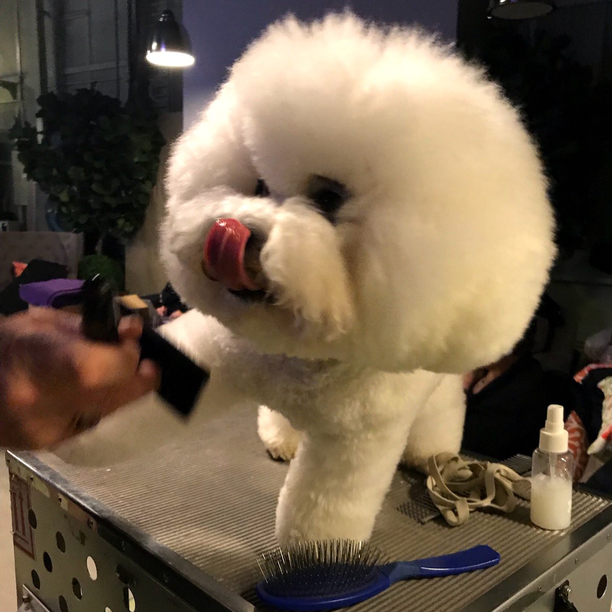 WKCDOGS's tweet photo. Getting ready for @TheView! #WKCDogShow https://t.co/AUIRjDQLWQ
