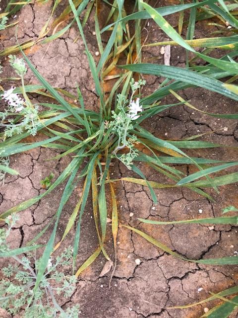 SmallGrainsTX's tweet photo. First signs of stripe rust showing up at Uvalde (South Texas) plots. Still mostly affecting susceptible border plots. With clouds and rain in the forecast watch out for further development in the coming weeks! https://t.co/Ny0sOirSbr