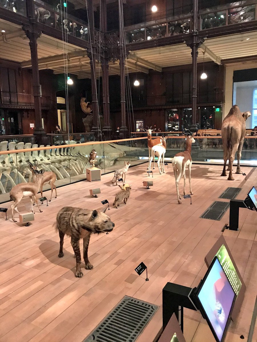 MarcelSVT's tweet photo. [élèves] Voici l’écosystème : désert saharien.
Il y peu d’espèces végétales dans cet écosystème. Une faune peu diversifiée et peu dense.
Grands écarts de températures entre jour et nuit, et peu d’eau.
Exemples d’êtres vivants : Serpent fouet, Gazelle dorcas #biodivgge #écosystème https://t.co/bwisjNUHfF