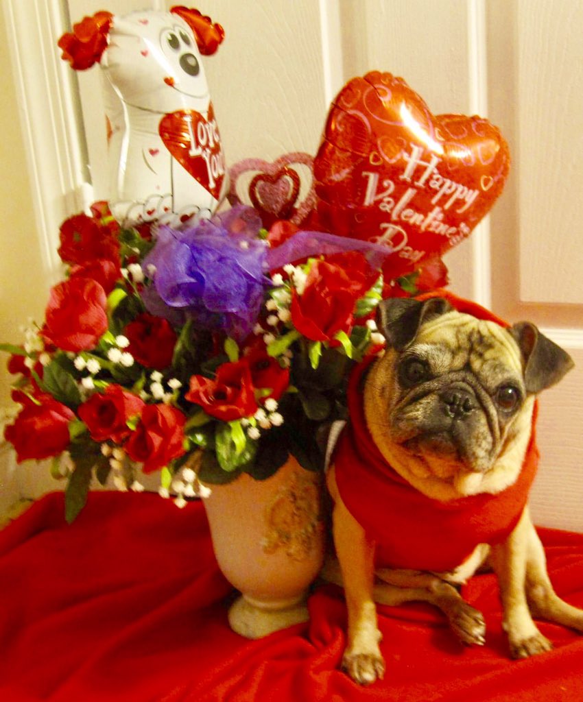 Happy Valentine's Day from Samantha ❤️🌺❤️#popularpugs #valentinedogs #pugsofinstagram #ilovepugs #cutepugs #cuteanimals #thedodo
