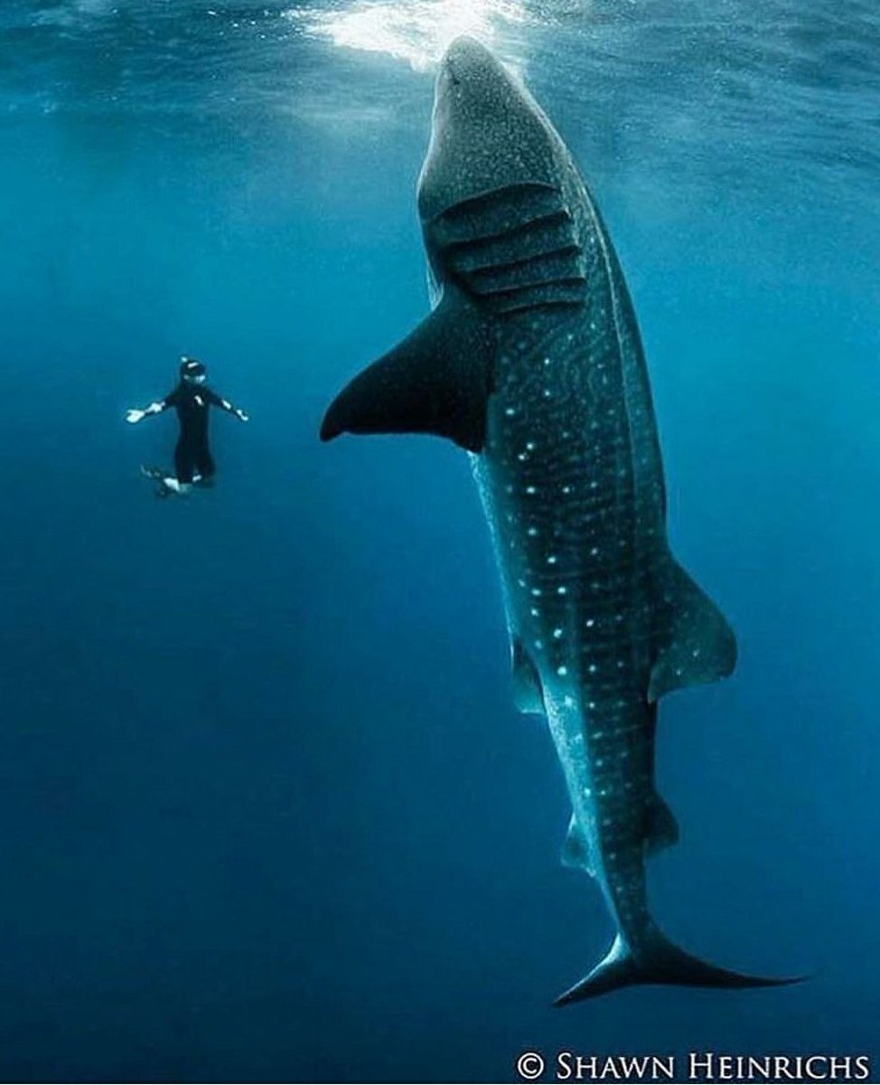 Sharks4Kids's tweet photo. #DidYouKnow that whale sharks have been on this planet for around 60 million years? Let's keep it that way. 🐳🦈 #savesharks  #whalesharkwednesday 

📷: @shawnheinrichs https://t.co/LUbyg8aMp0
