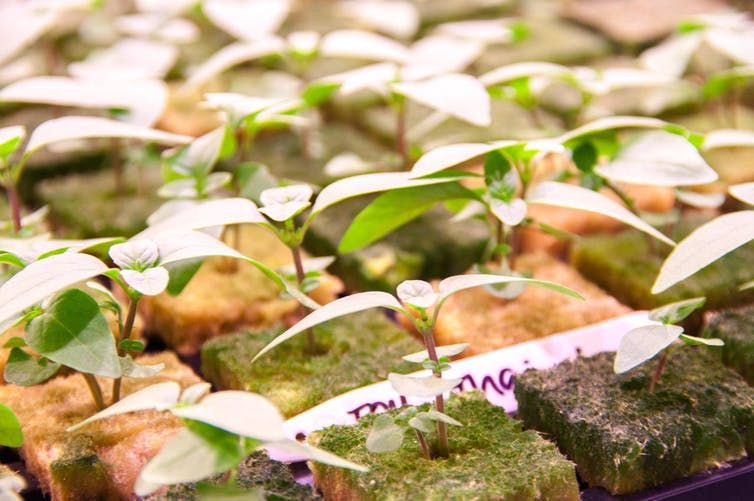 David Marshall (@davidfarmshow) on Twitter photo Will urban hydroponic farms become the future of farming in this modern age? #FarmBiz #diversification #hydroponics #aquaponics @fishbristol @GrowUpBox <a href="/GrownUnder/">Growing Underground</a> uk.news.yahoo.com/urban-farmers-… Will urban hydroponic farms become the future of farming in this modern age? #FarmBiz #diversification #hydroponics #aquaponics @fishbristol @GrowUpBox <a href="/GrownUnder/">Growing Underground</a> uk.news.yahoo.com/urban-farmers-…