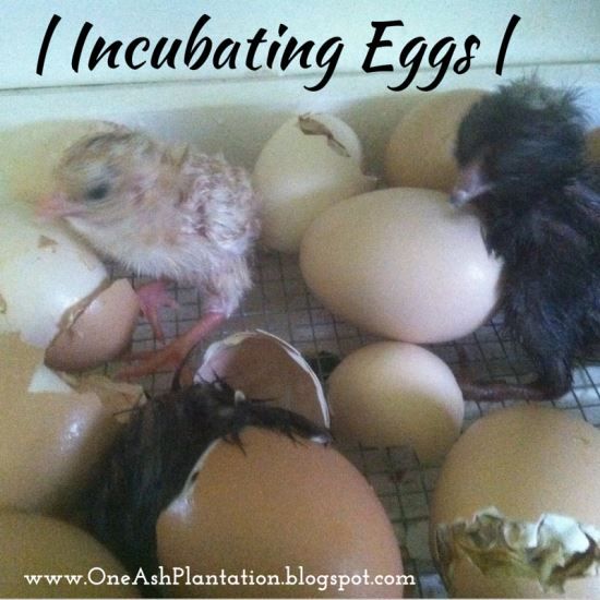 GritMagazine's tweet photo. You don't need a top-of-the-line incubator to successfully hatch your chicks and these bloggers prove it! #SpringChickWeek https://t.co/mrMqwIrRrd https://t.co/Ee53nxfvxJ