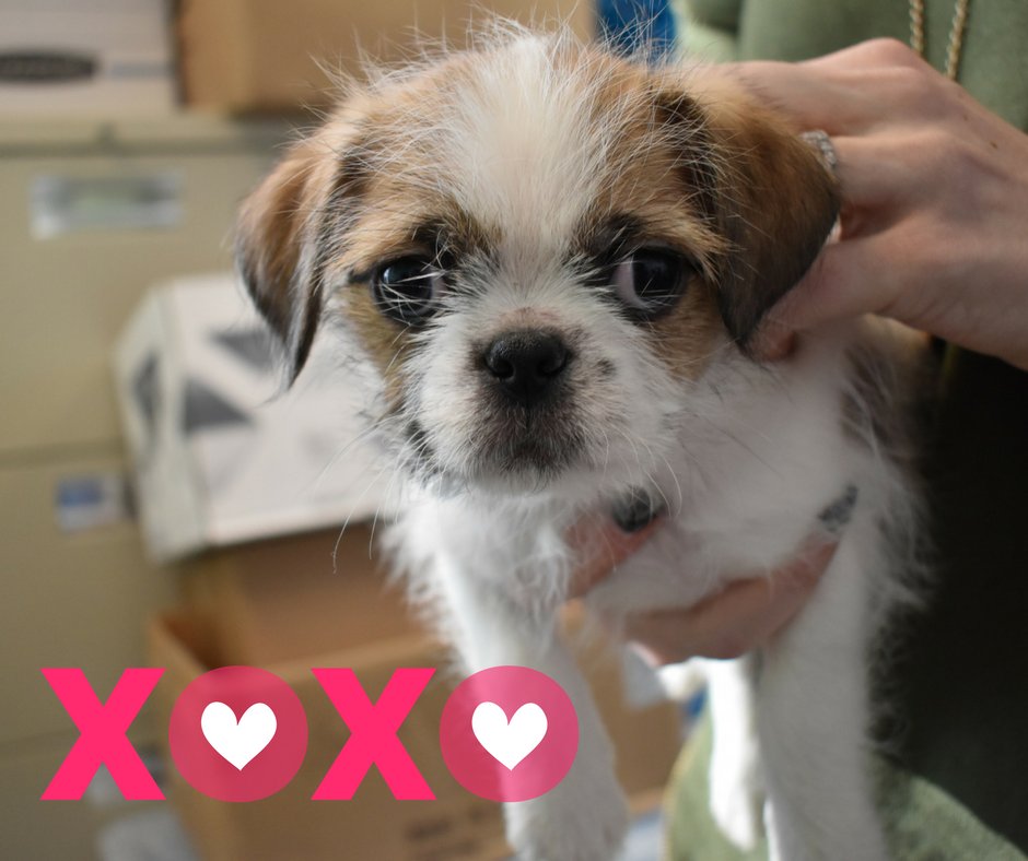lawrencehumane's tweet photo. Want to bow-WOW your significant other with the the best #ValentinesDay gift? Without a Valentine today? We’ve got the answer … #PUPPIES! We’re open 11:30am-6:00pm! #LFK #PetsLFK #PugsandKisses https://t.co/MzW4E3KfAV