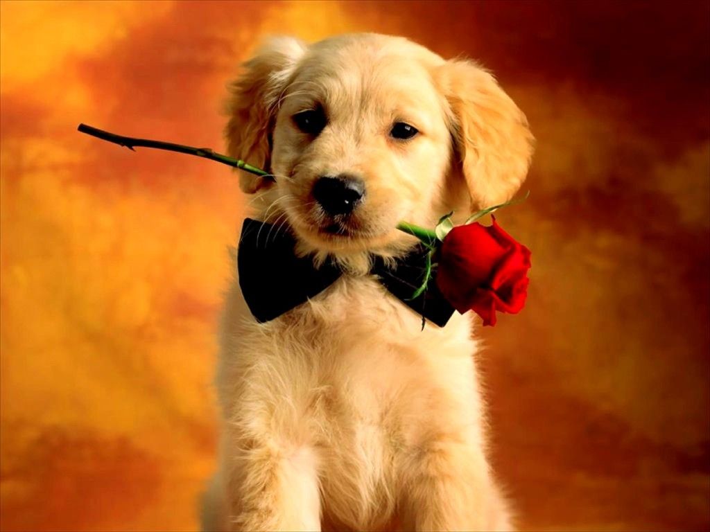 ScheduleButler's tweet photo. Happy Valentines Day from all of us at Schedule Butler.  

Share this with someone you love today!  

#valentinesday #puppylove https://t.co/SSCIUIz8pY