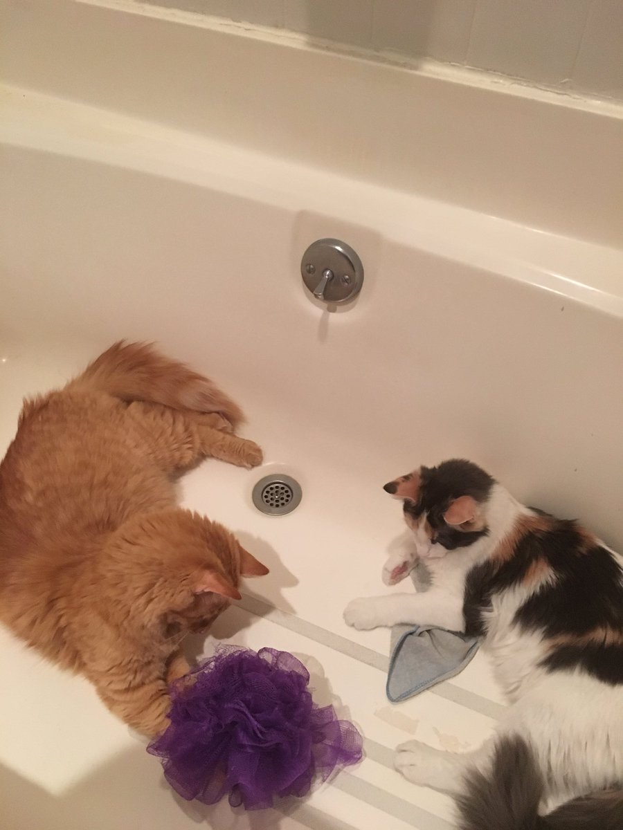 wendycardenb's tweet photo. I think they want a bath. 😂😂 just kidding #kittybath https://t.co/APygXoQdSi