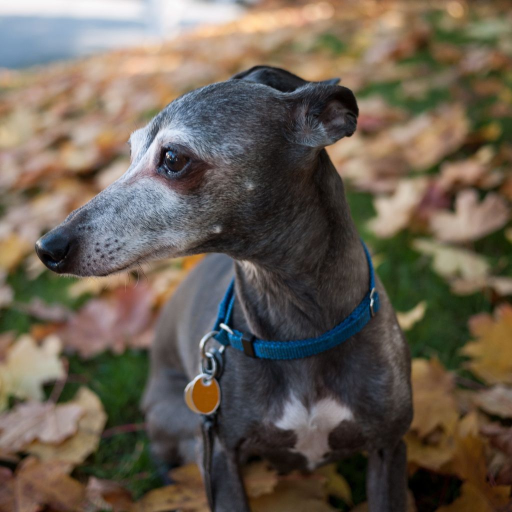 CanineCCC's tweet photo. Ode to an Old Dog..for anyone that has had the pleasure of raising a dog from puppyhood to senior!  #dogdaycare #doggiedaycare #dogs #dog  #pets #seacoastnh #dogsofnh #canines #olddogs #seniordogs   
https://t.co/fzX1i0Whle https://t.co/NMj4JNio2M