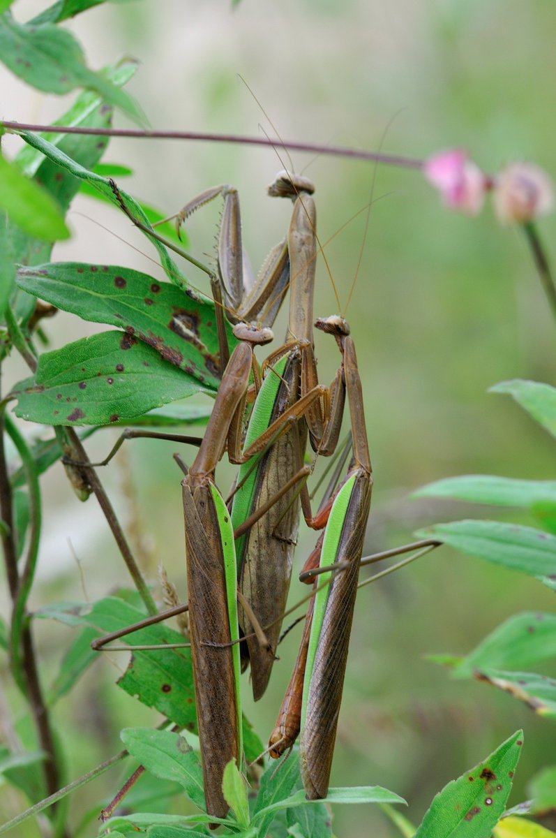 WetlandsTWI's tweet image. May your #valentines day be as romantic as it was for these #mantids at Dixon Waterfowl Refuge. #Entomology