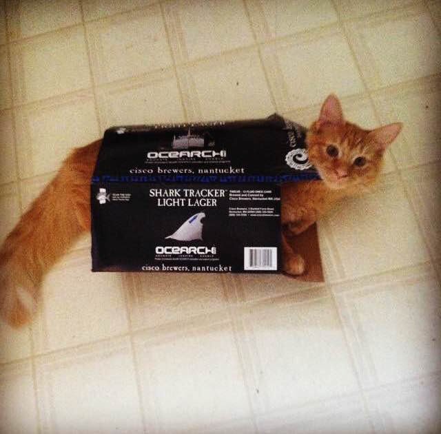 #ValentinesDay got you in a rut like this cat? Drink up with @OCEARCH @CiscoBrewers #SharkTracker Light Lager! 🦈🍺🦈