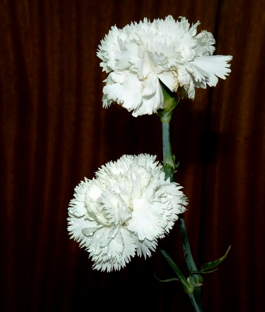 Integraciontty's tweet image. Carta para @blossomtty