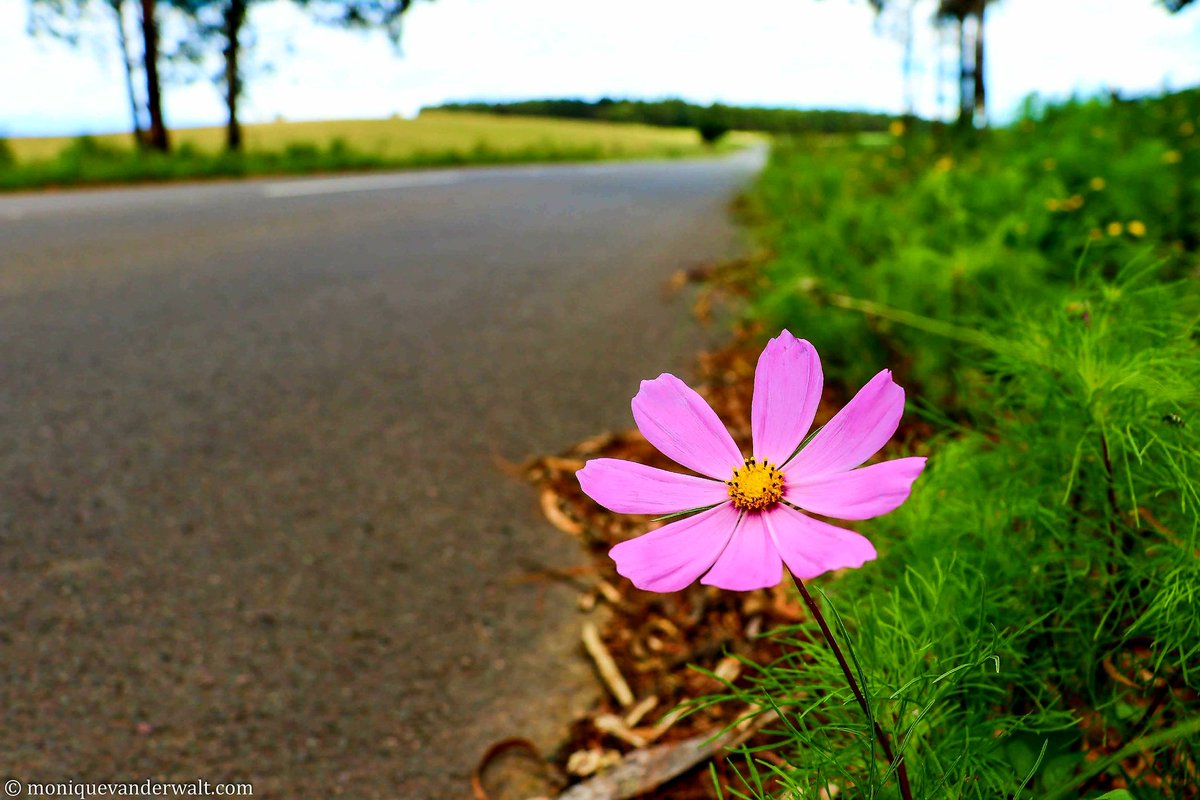 South Africa is a romantic destination because of our:

🌸Flora &amp; fauna 
👣Secluded walks 
🏞Endless heart-pounding views

#KwaZuluNatal A1 #TravelChatSA 🇿🇦