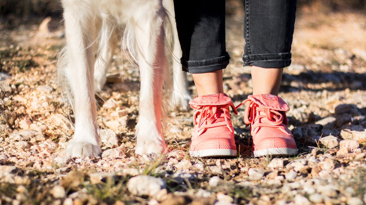 goldntravels's tweet photo. #StValentin Solidaire @DogBuddy_fr organise un #Concours photo! Le principe est simple une photo de vous avec votre chien=1€pour la @SPA_Officiel ! Plus d'info sur : https://t.co/3YpHJmfwdd - Jusqu'au 14 inclus! Alors on n’hésite pas, on participe et on retweet MERCI ! https://t.co/D6v5dDS0nt