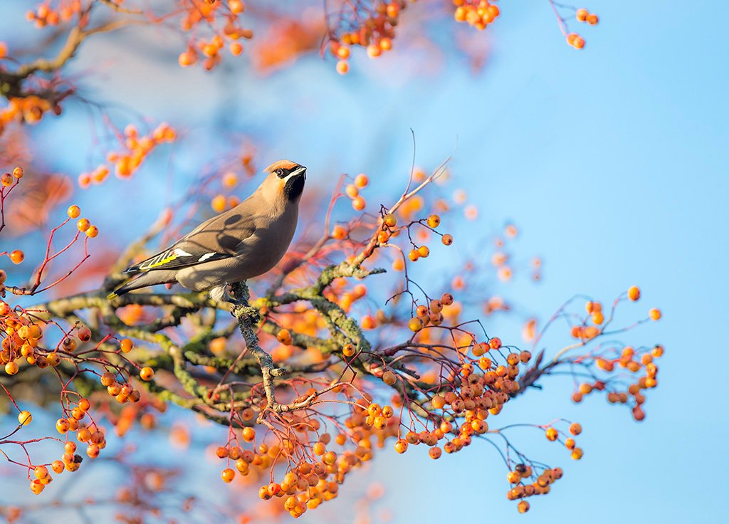 There is a lone waxwing outside my house that has been causing quite a stir in Poynton. He's been here a week already and has now officially obtained celebratory status ;-)