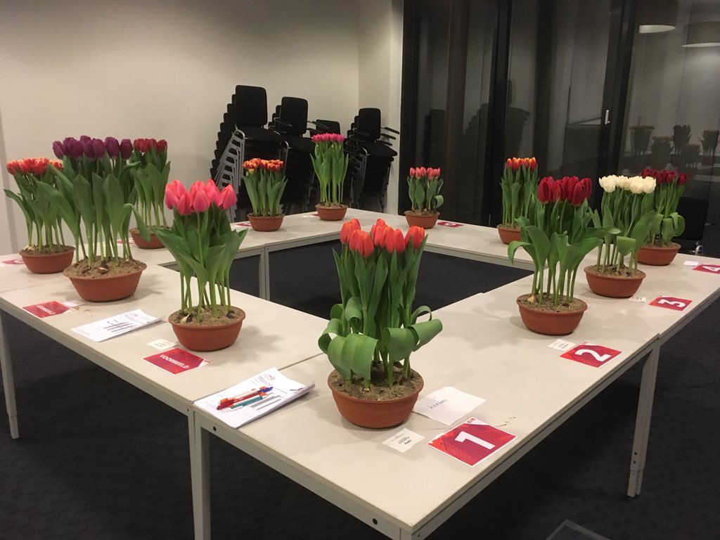 alexdewaard2's tweet image. Vanavond #tulpenkeuren en interessante #bloembollenavond op #flakee @iperen_nl